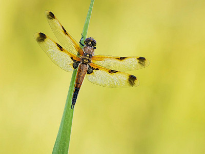 Dragon Flies